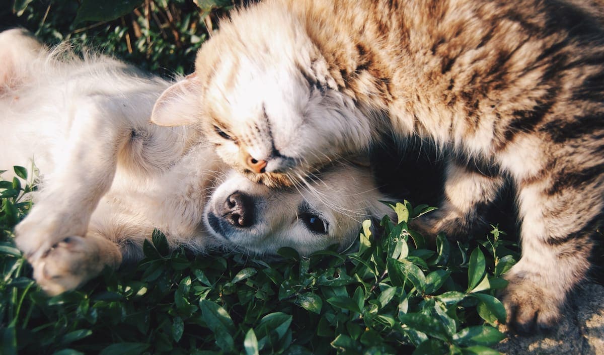 Pet care team