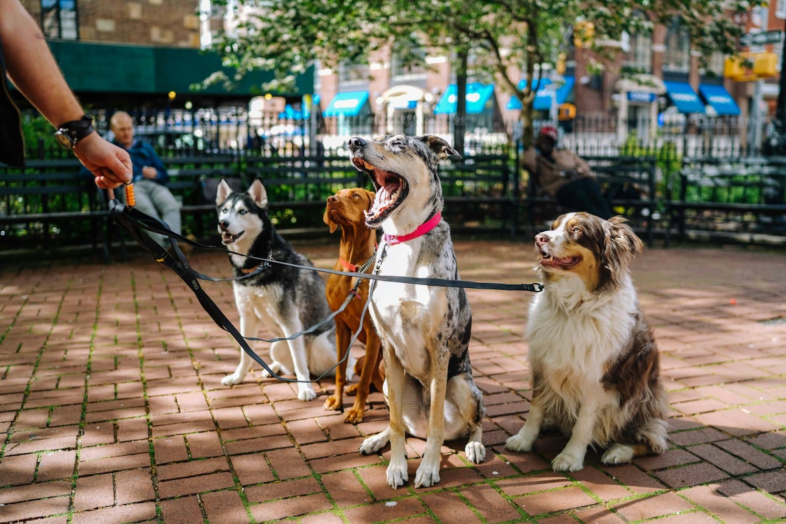 Pet grooming payment