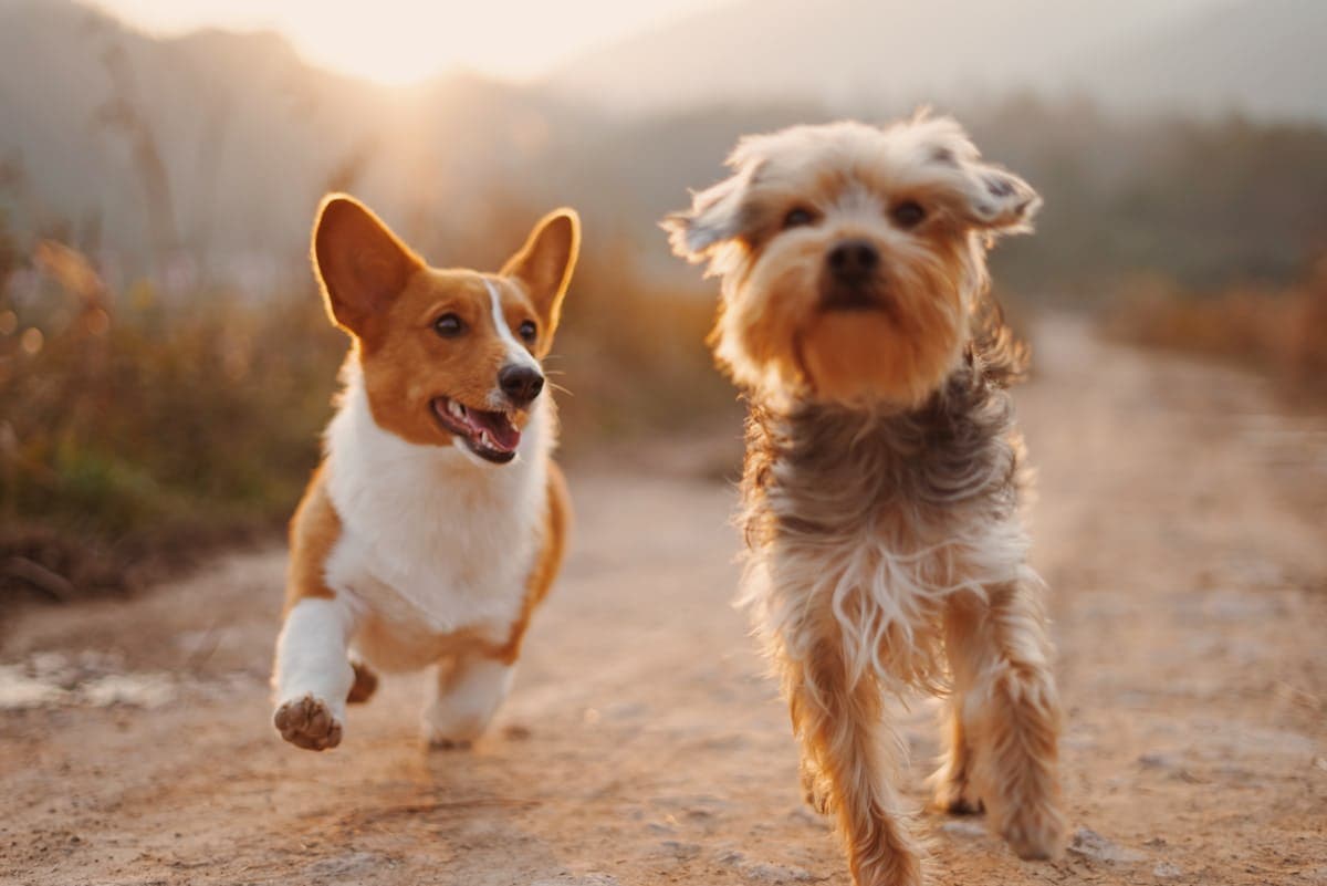 Walking